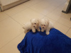 Maltese Pup with a Maltese Dad and Bichon Frise Mother for sale 7