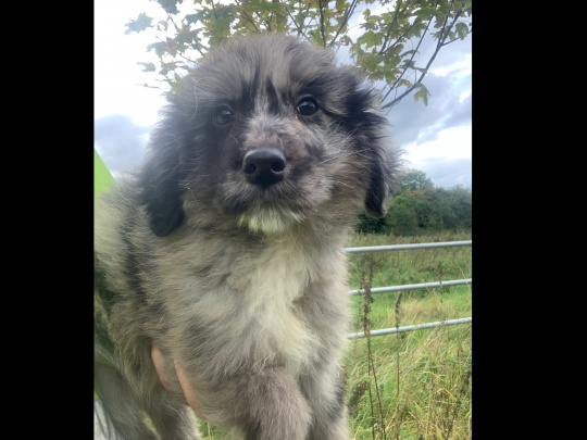 Golden doodle/Australian Shepard