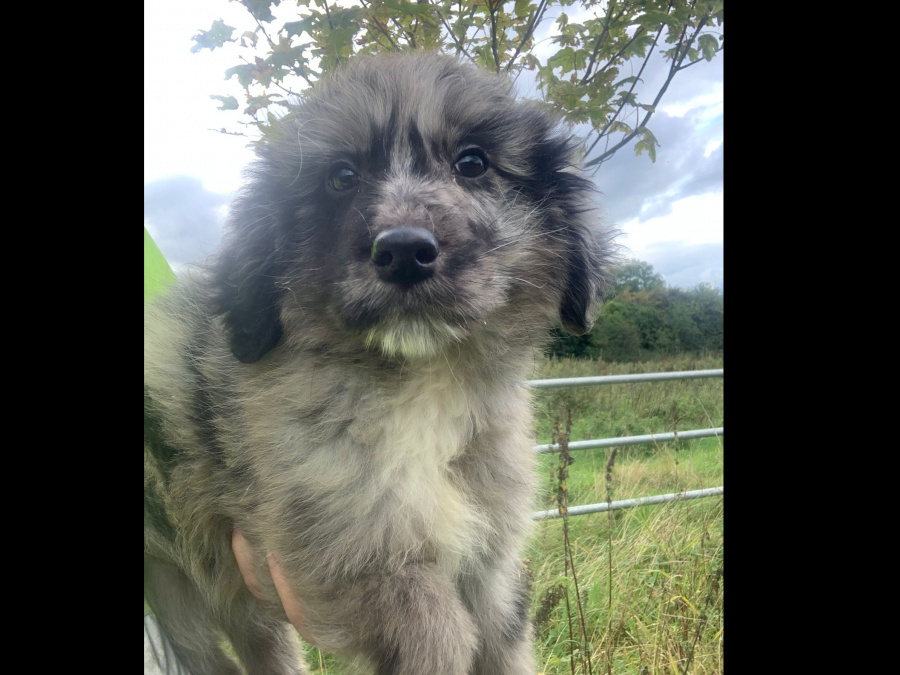 Golden doodle/Australian Shepard 1