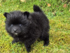 2 female Pomeranian puppies 6