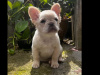 Fluffy French bulldogs 1