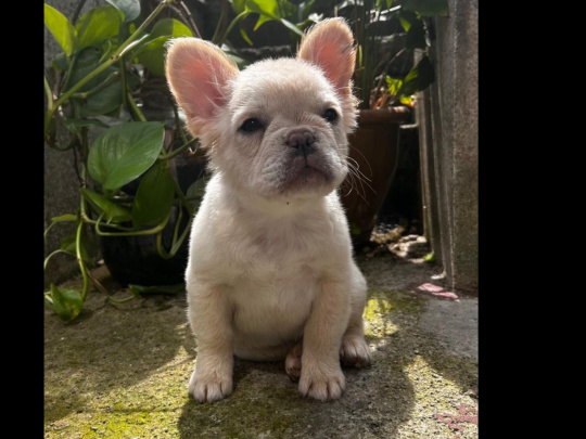 Fluffy French bulldogs