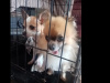 Chihuahua Puppy for sale 4