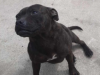 Female Staffy Chunk needs good home 1