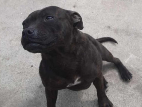 Female Staffy Chunk needs good home