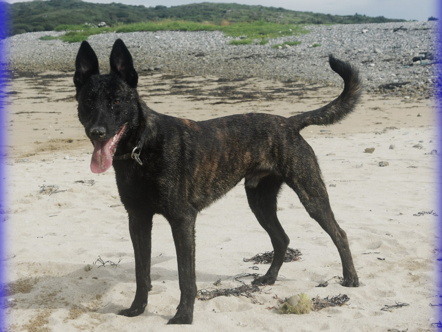 Beautiful and strong Belgian Shepherd x Dutch Shepherd 3