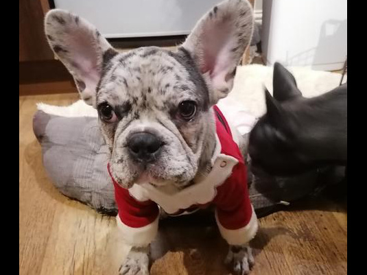 Blue Merle French bulldog female 5