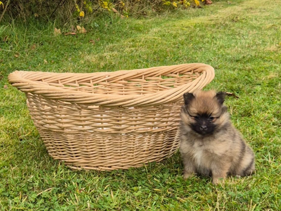 2 female Pomeranian puppies 3