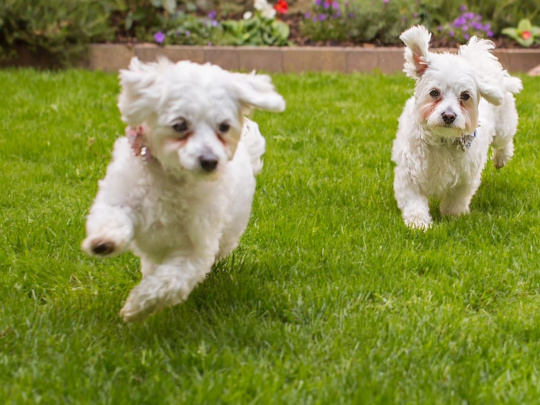 Maltese Pup with a Maltese Dad and Bichon Frise Mother for sale