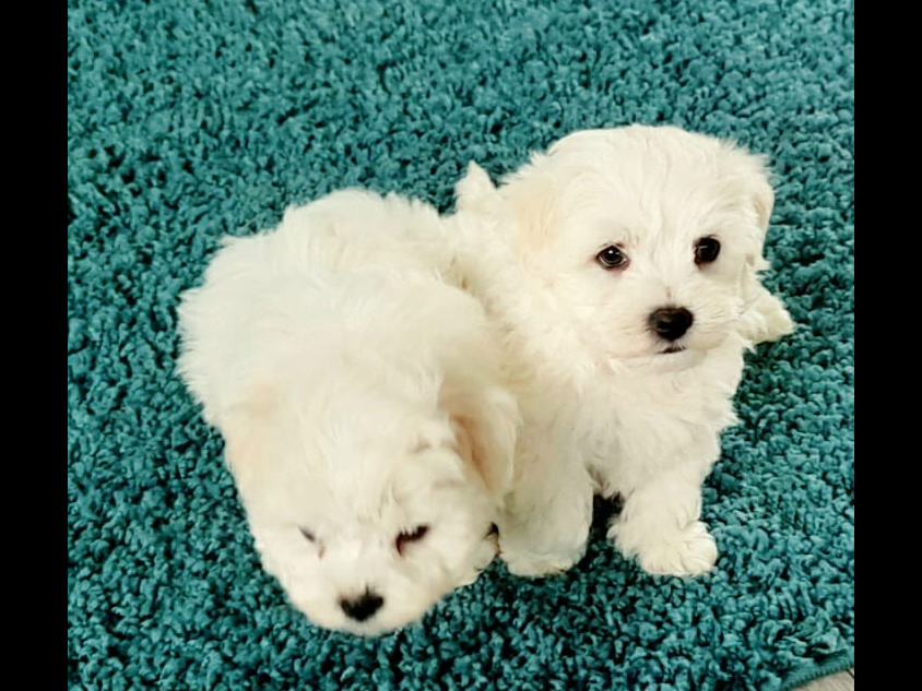 Maltese Pup with a Maltese Dad and Bichon Frise Mother for sale 4