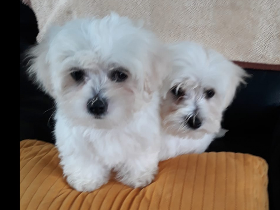 Maltese Pup with a Maltese Dad and Bichon Frise Mother for sale 6