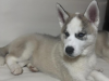 Siberian Husky for sale in Dublin - photo 3