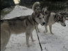 Siberian Husky for sale in Dublin - photo 2