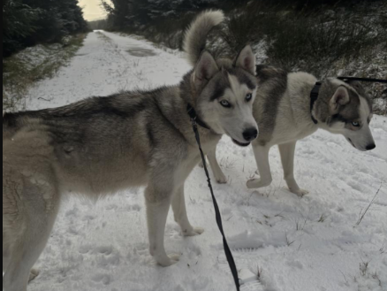 Siberian Husky for sale in Dublin - photo 2