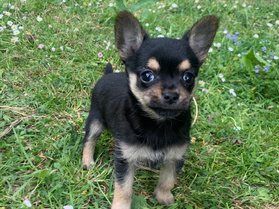 Tea cup chorkie pup 2