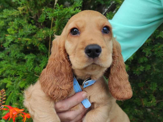 Cocker Spaniel pups