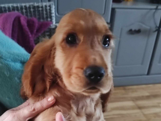 Lovely cocker spaniel puppy looking for a forever home