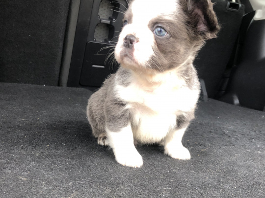 Adorable Fluffy French Bulldog!