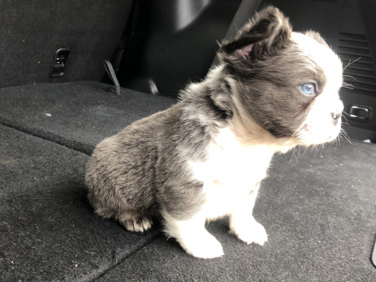 Adorable Fluffy French Bulldog!