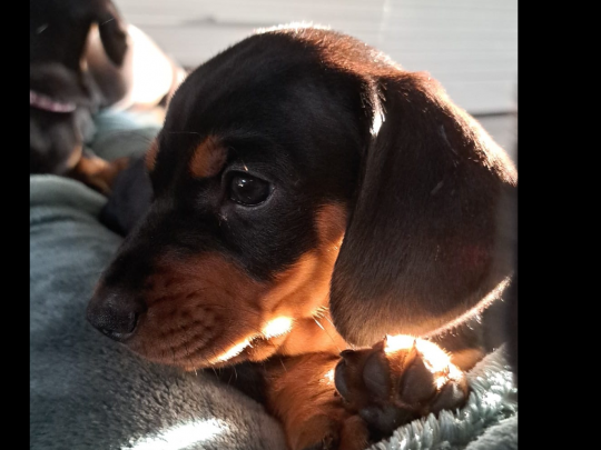 Standard Dachshund for SALE