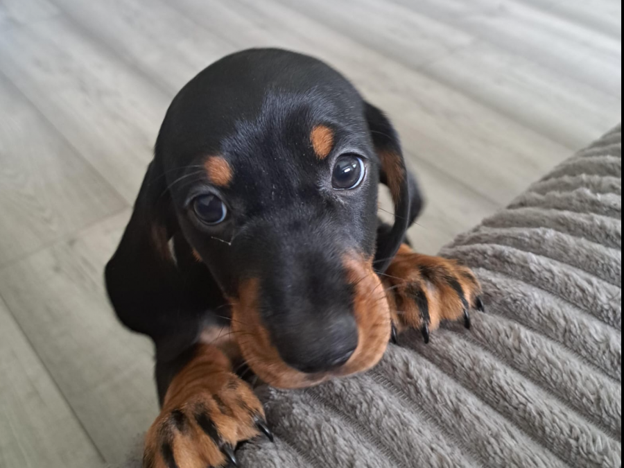 Cute standard Dachshund for SALE 8