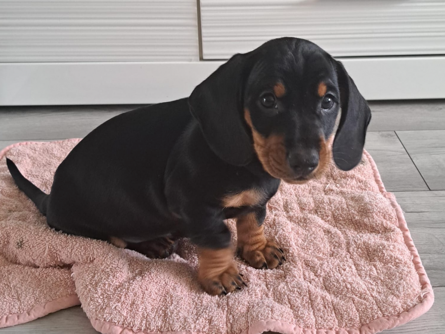 Cute standard Dachshund for SALE 7