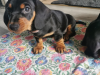 Cute standard Dachshund for SALE 10