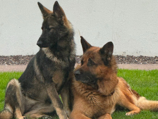 German Shepherd Pups