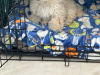 Poochon Puppy for sale 3