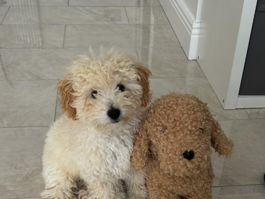 Poochon Puppy for sale 2