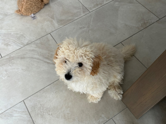 Poochon Puppy for sale