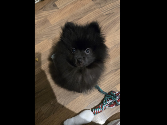 Pomeranian Puppies