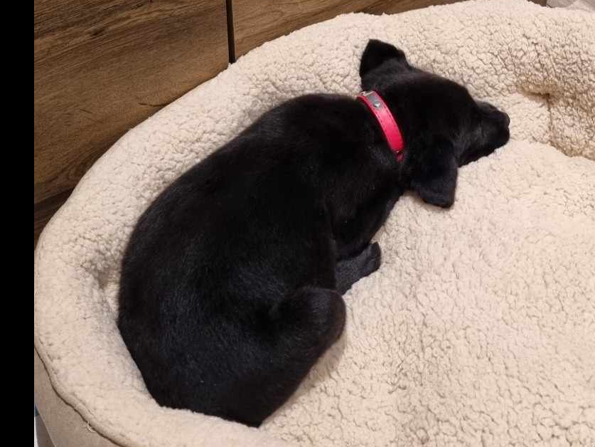 Labrador x Rottweiler Puppy 3