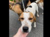 IKC kerrybeagles for sale 2