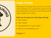 Ian4Dogs Training 5