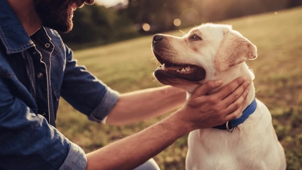 7 Best Dog Breeds for First-Time Owners