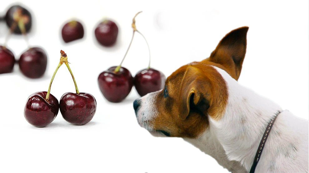 Are Cherries Bad for Dogs?
