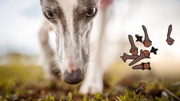 Are Cloves Toxic to Dogs?