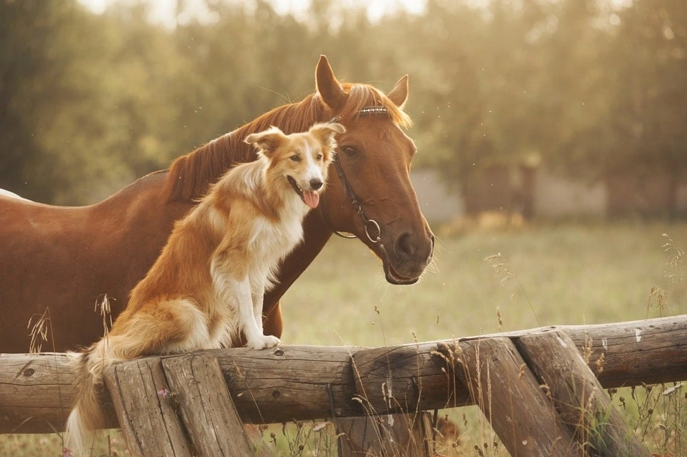 Are Horses Smarter Than Dogs?