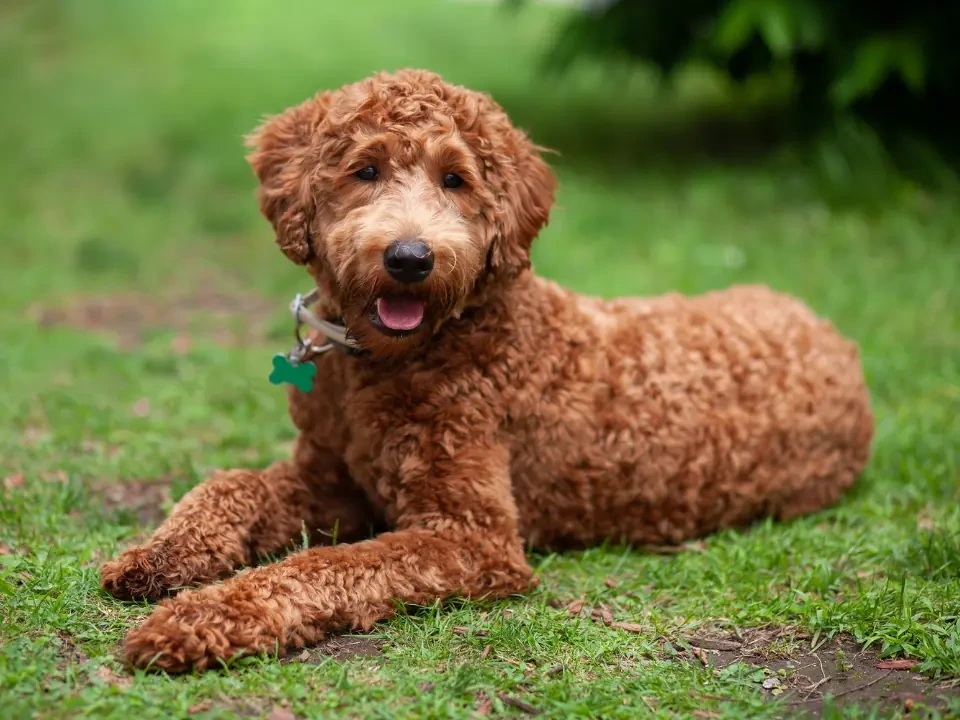 Are Labradoodles Hypoallergenic?