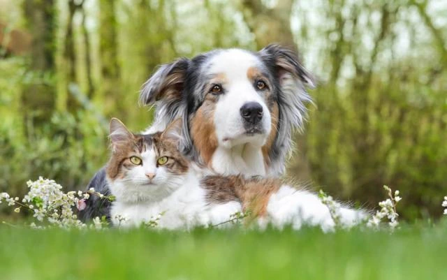 Are There More Cats or Dogs in the World?