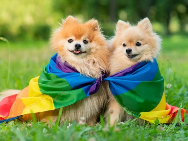 Can Dogs Be Gay?