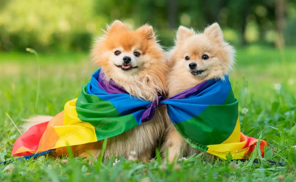 Can Dogs Be Gay?