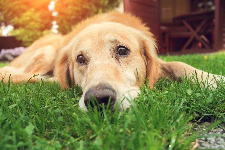 Can Dogs Cry?