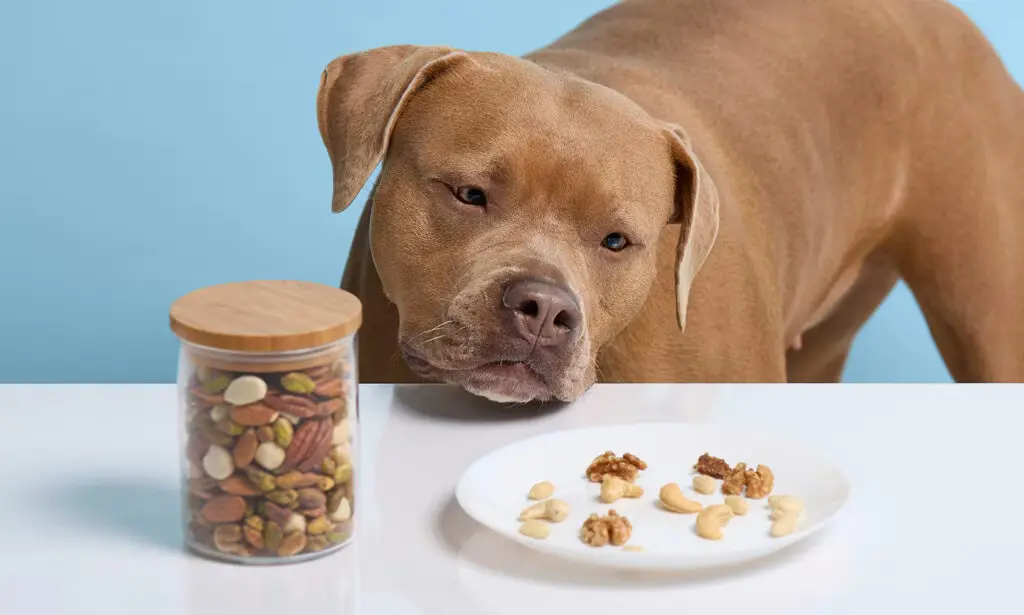 Can Dogs Eat Almonds?