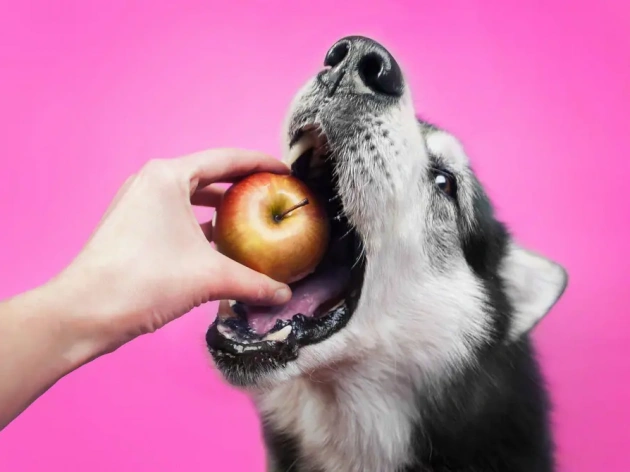 Can Dogs Eat Apple Cores?