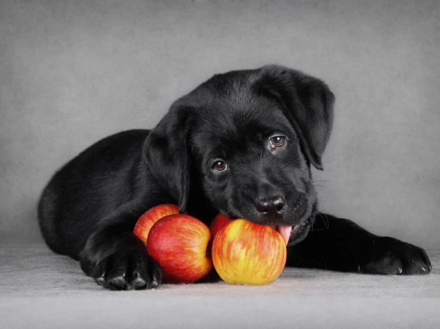 Can Dogs Eat Apples?