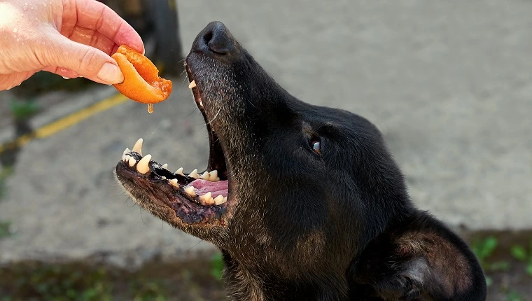 Can Dogs Eat Apricots?