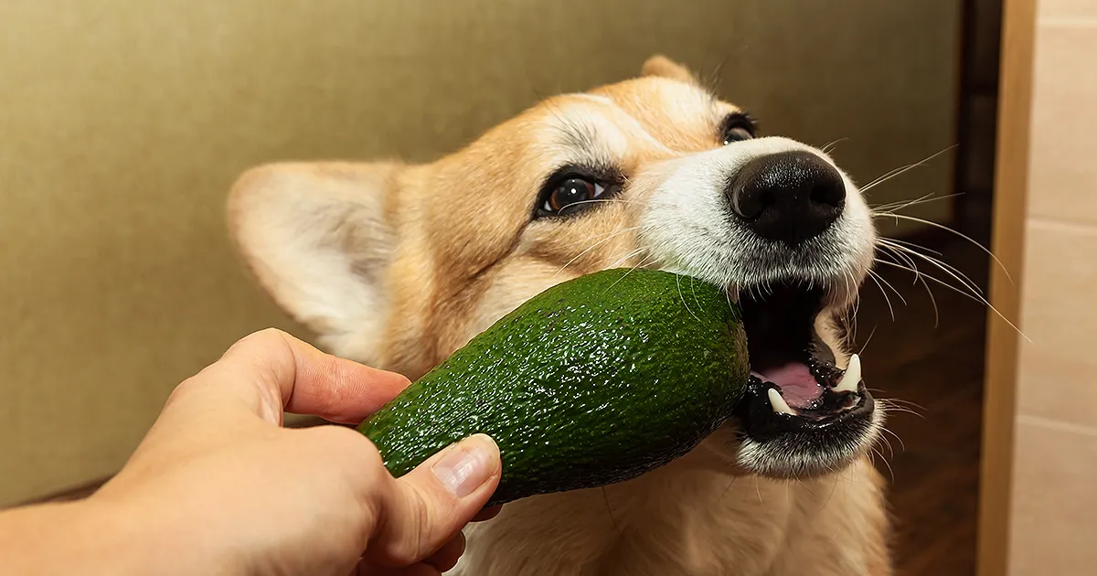 Can Dogs Eat Avocado?