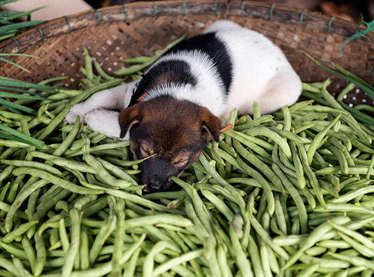 Can Dogs Eat Beans?